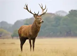 雄鹿不敌掘金，约基奇砍下全场最高37分的简单介绍